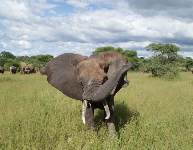 Elephant in Tarangire 2 - small -arp
