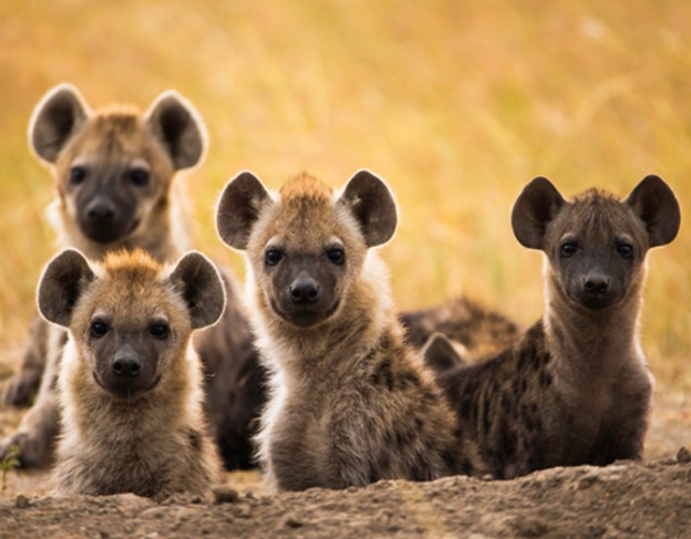 elsas_kopje – wetu – spotted hyena