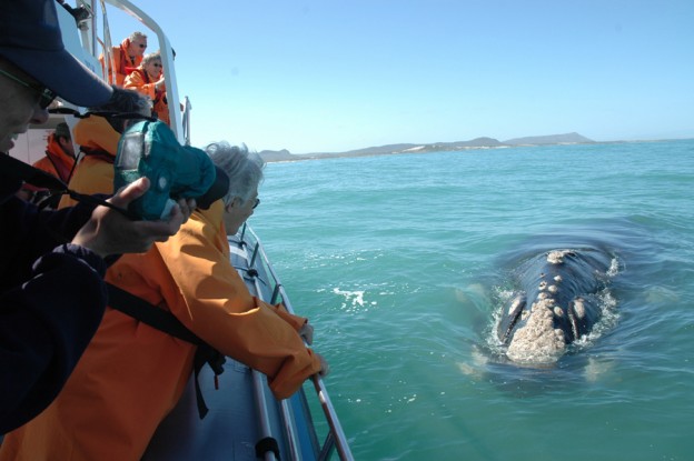 Whale close to boat - small - wetu