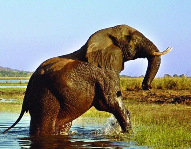 chobe safari lodge - their website - location image