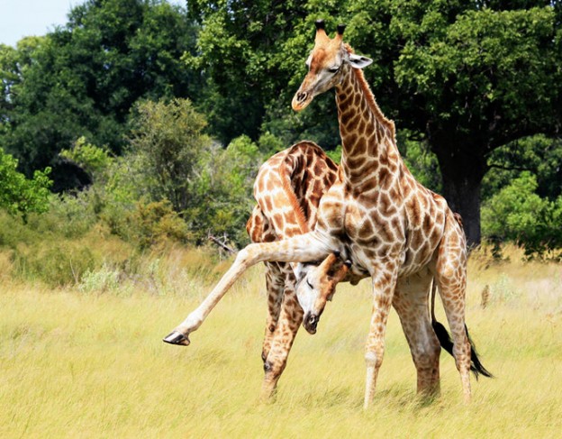 giraffe - kwando lebala camp - wetu