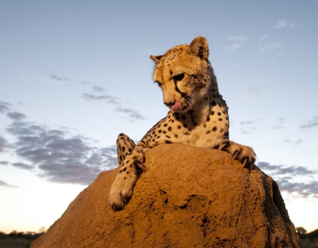 Cheetah in Okonjima - Full res - Okonjima plains camp - small
