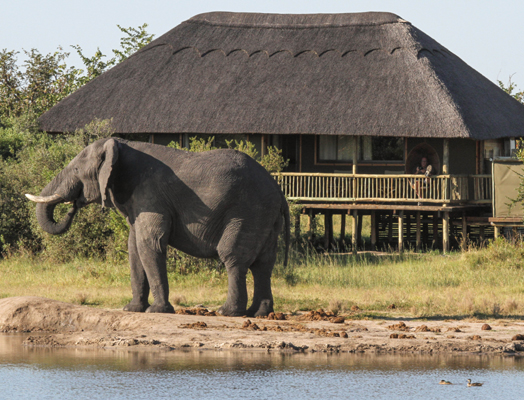 imvelo_safari_lodges_-_nehimba_-_tasco_elephant_2_of_17
