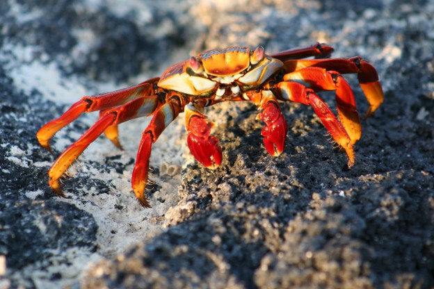 Sally Light Foot Crab