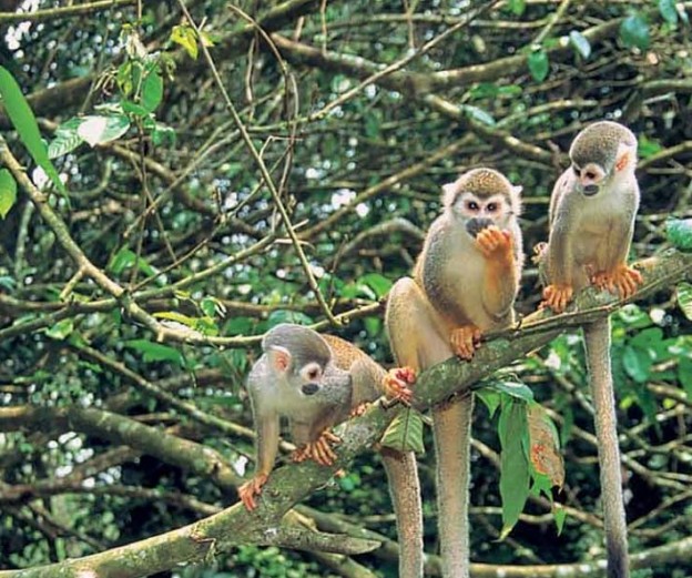 amazon monkeys