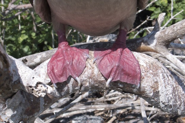 Red Booby