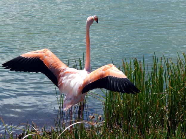 Floreana, Flamingo